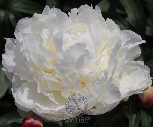 Peony Dr. F.G. Brethour