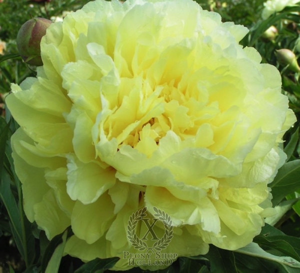 Peony Duchesse de Lorraine