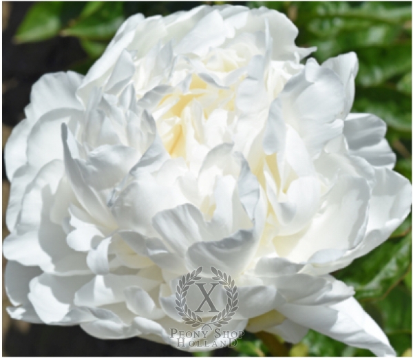 Peony Duluth