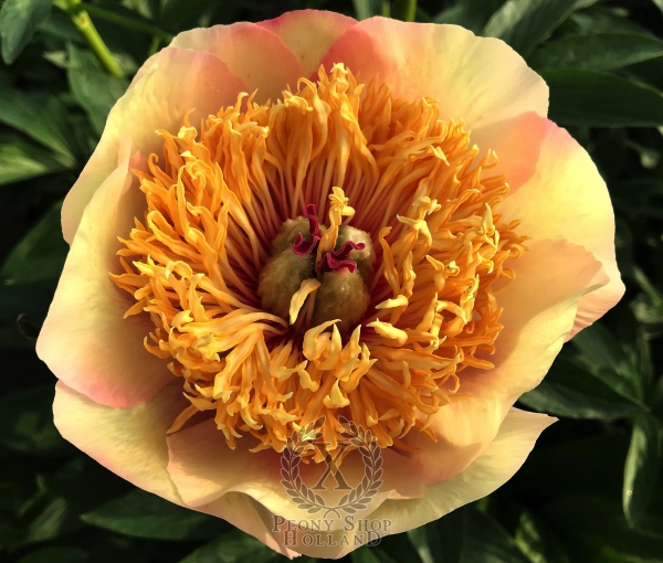 Peony Dupondius