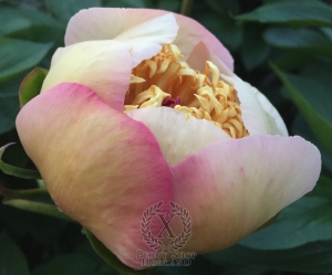 Thumbnail of Peony Dupondius, image 4 of 8