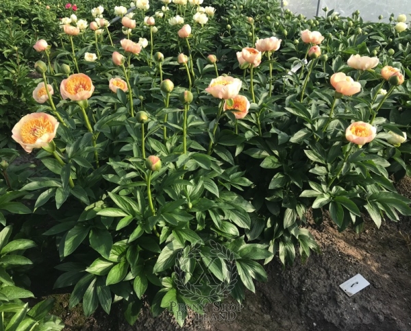 Peony Dupondius, image 5 of 8