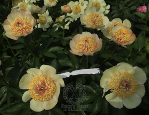 Thumbnail of Peony Dupondius, image 6 of 8