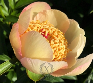 Thumbnail of Peony Dupondius, image 8 of 8