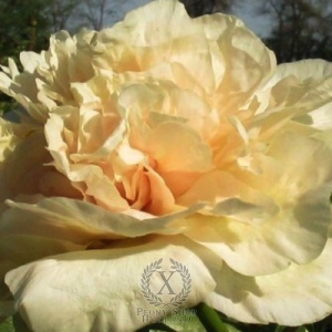 Thumbnail of Peony Early Canary, image 1 of 2