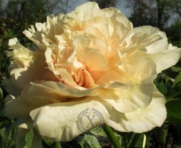 Peony Early Canary, image 2 of 2