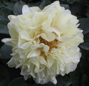 Thumbnail of Peony Early Sensation, image 1 of 2