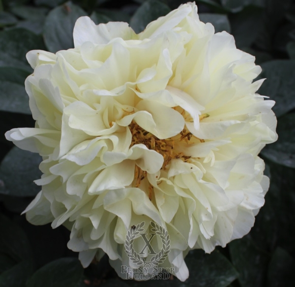 Peony Early Sensation