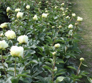 Thumbnail of Peony Early Sensation, image 2 of 2