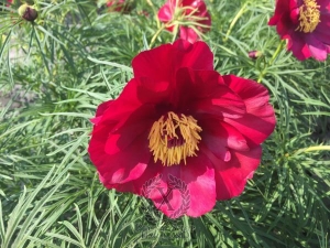 Thumbnail of Peony Earlybird, image 1 of 2