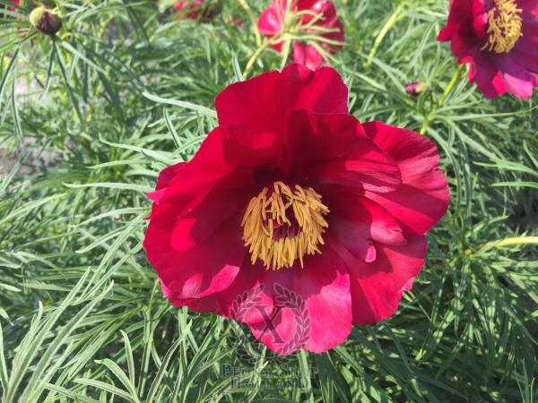 Peony Earlybird, image 1 of 2