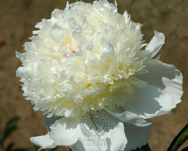 Peony Eastern Star