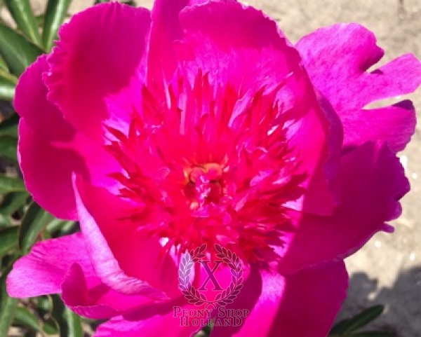 Peony Easy Lavender, image 1 of 1