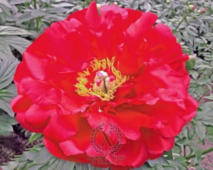 Thumbnail of Peony Echt Klasse, image 1 of 1