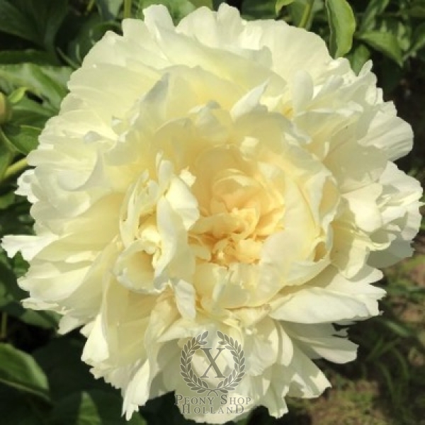 Peony Edna's Wish, image 1 of 2