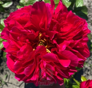 Thumbnail of Peony Eiar, image 2 of 2