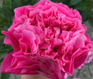 Thumbnail of Peony Eirene's Love®, image 1 of 7