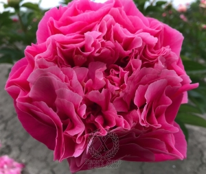 Thumbnail of Peony Eirene's Love®, image 2 of 7