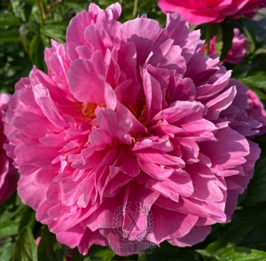 Thumbnail of Peony Eirene's Love®, image 3 of 7