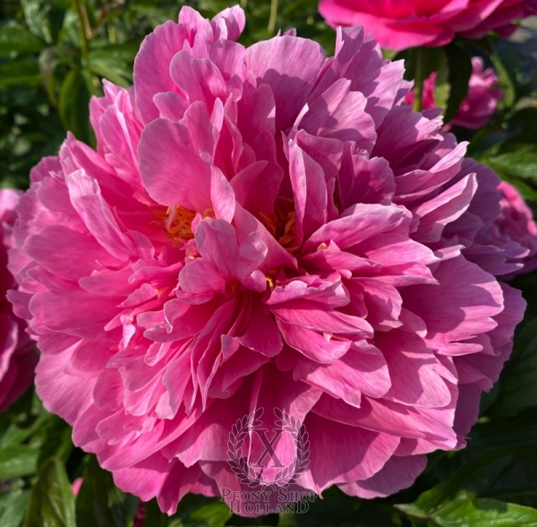 Peony Eirene's Love®, image 3 of 7