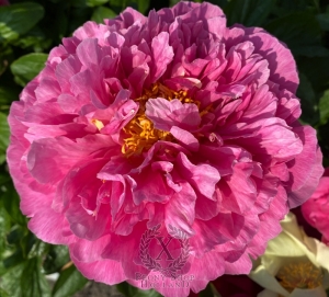 Thumbnail of Peony Eirene's Love®, image 4 of 7