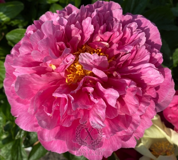 Peony Eirene's Love®, image 4 of 7