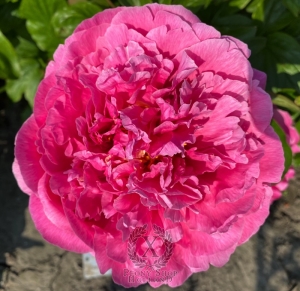 Thumbnail of Peony Eirene's Love®, image 5 of 7