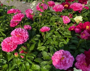 Thumbnail of Peony Eirene's Love®, image 7 of 7