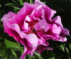 Thumbnail of Peony Elegant Flash, image 1 of 1