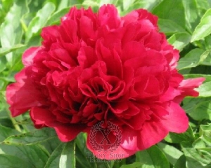 Thumbnail of Peony Eliza Lundy, image 1 of 1