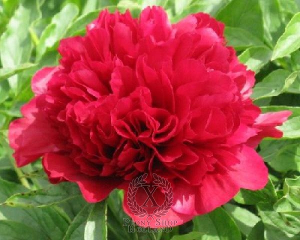 Peony Eliza Lundy