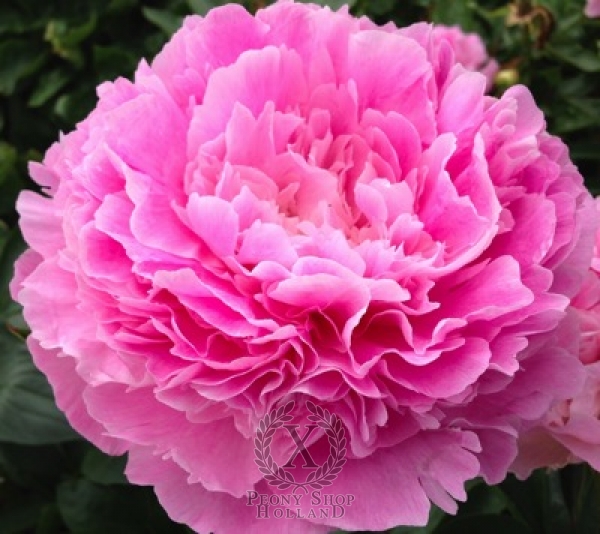 Peony Elk Grove