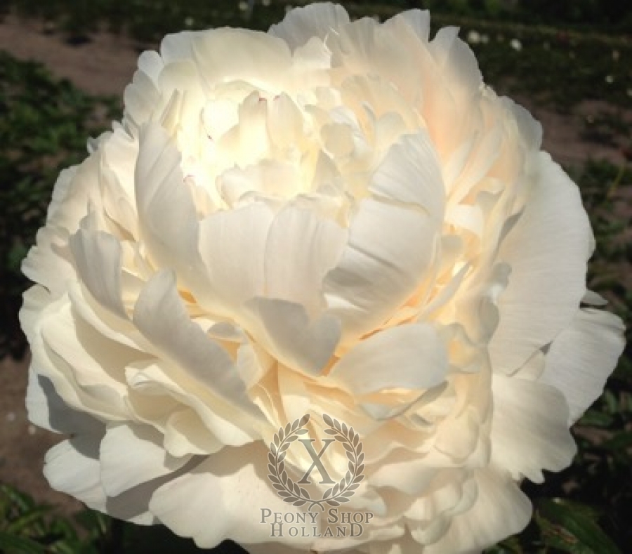 Peony Elsa Sass at peony nursery