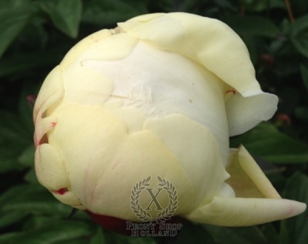 Peony Elsa Sass, image 2 of 3