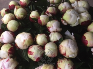 Thumbnail of Peony Elsa Sass, image 3 of 3