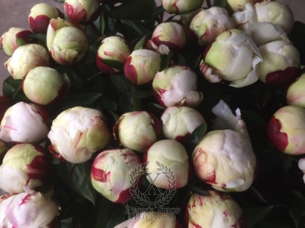 Peony Elsa Sass, image 3 of 3