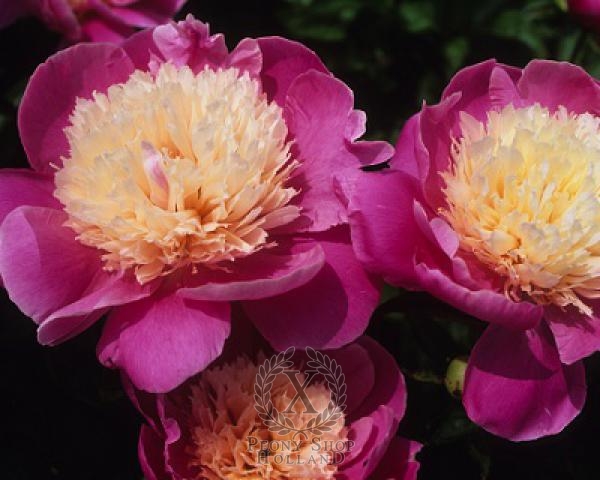 Peony Embraceable Pink, image 1 of 1