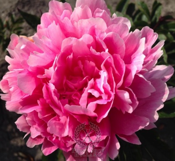 Peony Emma Klehm