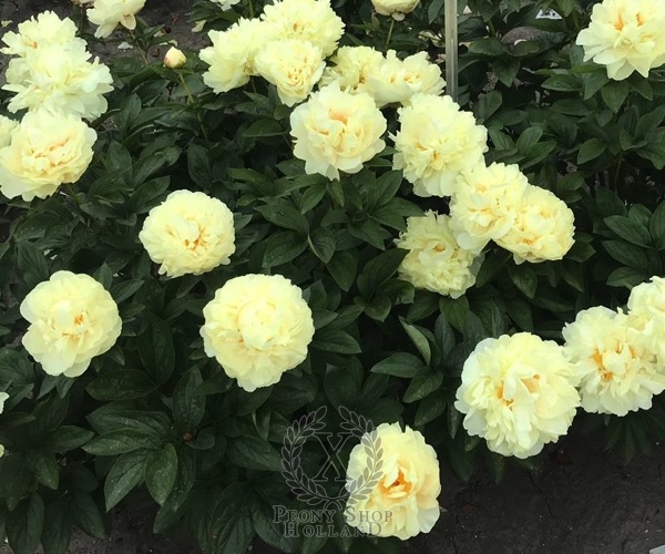 Peony Emperors Gold