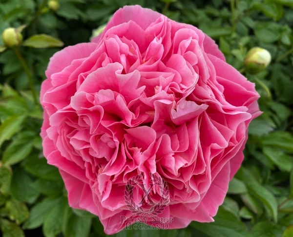 Peony Ernst Star