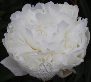 Thumbnail of Peony Evening Star, image 1 of 1