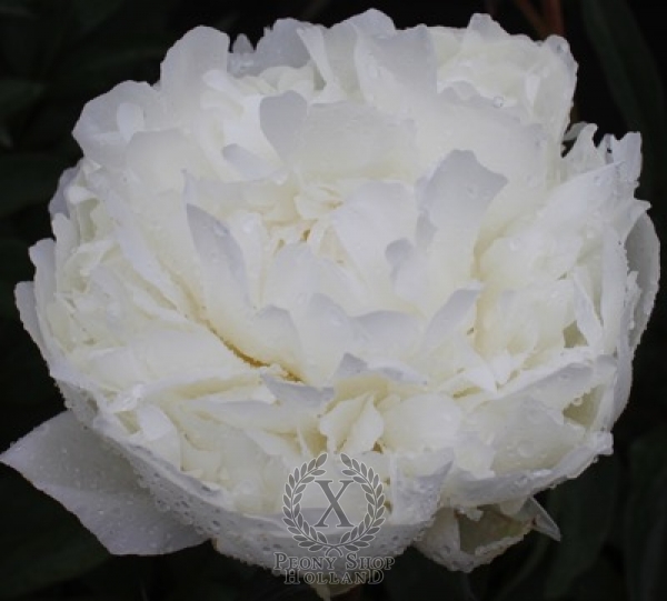 Peony Evening Star