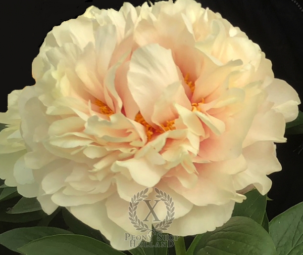 Peony Facta Non Verba