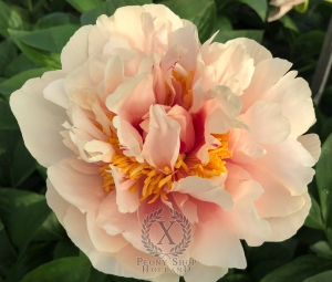 Thumbnail of Peony Facta Non Verba, image 2 of 5