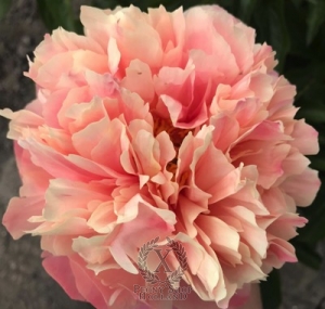 Thumbnail of Peony Federica Ambrosini®, image 1 of 3