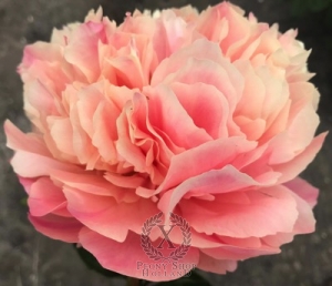 Thumbnail of Peony Federica Ambrosini®, image 2 of 3