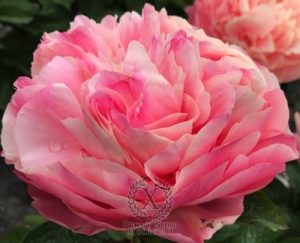 Thumbnail of Peony Federica Ambrosini®, image 3 of 3