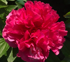 Thumbnail of Peony Felicitas, image 1 of 4