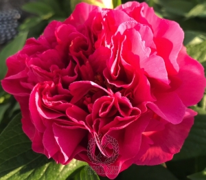 Thumbnail of Peony Felicitas, image 2 of 4