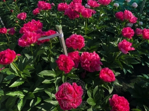 Thumbnail of Peony Felicitas, image 3 of 4